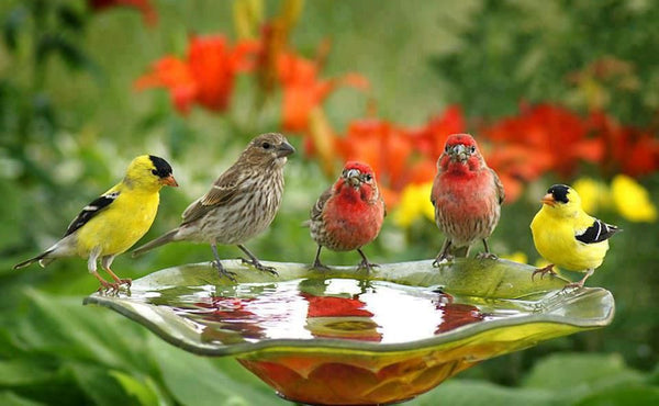 Como criar um recanto de pássaros sustentável no seu Jardim